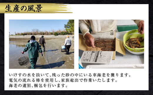 熊本県産 活き 車海老 600g（20～30尾程度）エビ えび 活き海老