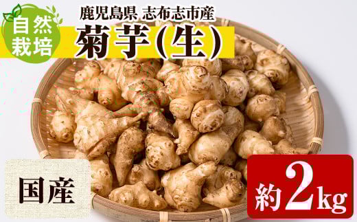 a3-103 天然イヌリンの力 国産生菊芋 約2kg 425172 - 鹿児島県志布志市