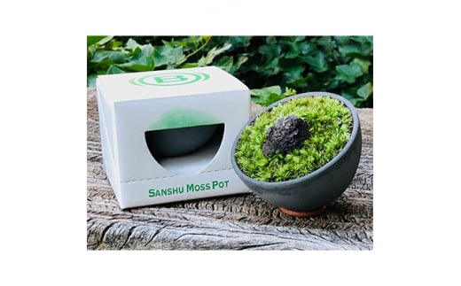 三州モスポット(sanshu moss pot) 