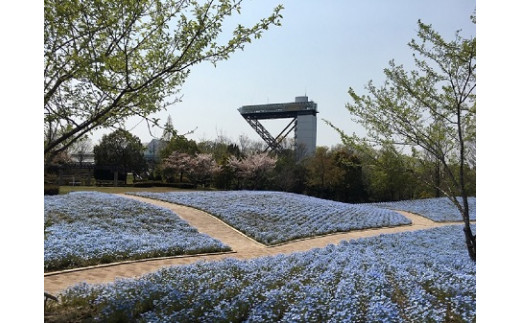 花フェスタ記念公園入園券セット 入園券3枚 岐阜県可児市 ふるさと納税 ふるさとチョイス