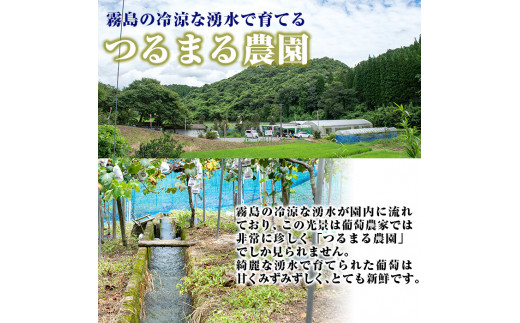 A 055 先行予約受付中 21年8月中の発送予定 霧島産ぶどう詰め合わせ 2 3房 冷涼な霧島 の水で育った甘くてジューシーな種あり葡萄と食べやすい種無し葡萄の両方を詰め合わせでお届け つるまる農園 鹿児島県霧島市 ふるさと納税 ふるさとチョイス