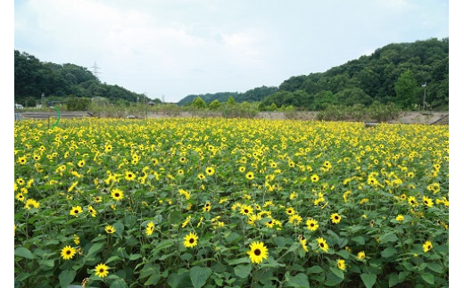 花フェスタ記念公園入園券セット 入園券3枚 岐阜県可児市 ふるさと納税 ふるさとチョイス