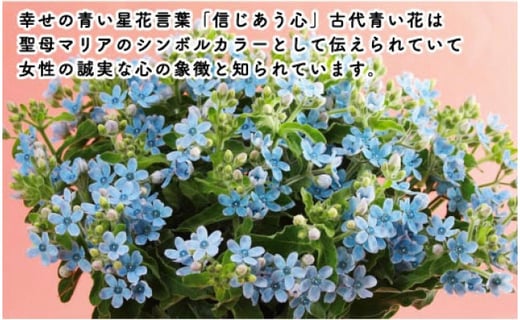 ブルースター 高知県芸西村 ふるさと納税 ふるさとチョイス