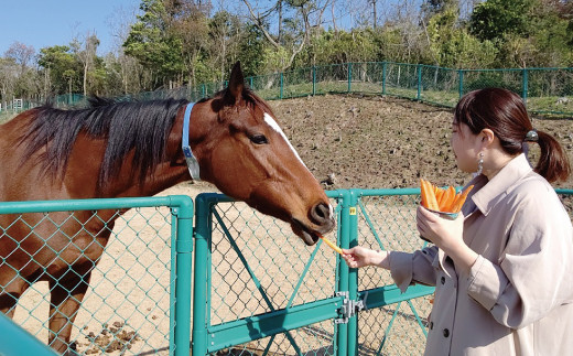 B 343 旬の野菜おまかせセット 引退競走馬の飼育寄付つき 島根県益田市 ふるさと納税 ふるさとチョイス