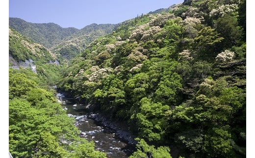 日本最大規模の照葉樹林が育む名水
