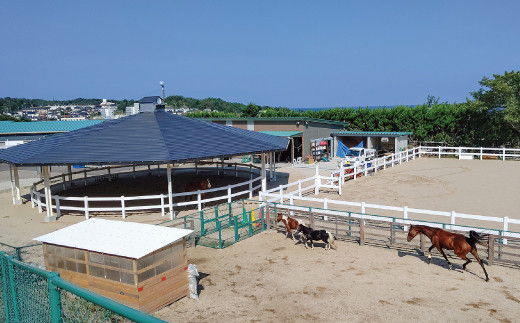 B 343 旬の野菜おまかせセット 引退競走馬の飼育寄付つき 島根県益田市 ふるさと納税 ふるさとチョイス