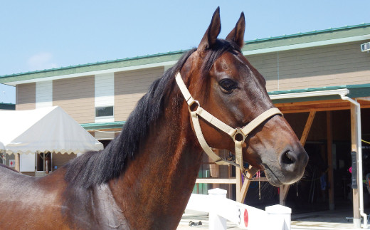 B 343 旬の野菜おまかせセット 引退競走馬の飼育寄付つき 島根県益田市 ふるさと納税 ふるさとチョイス