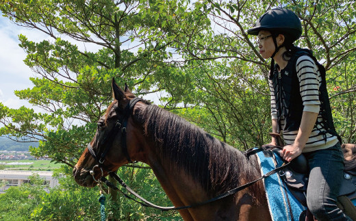 B 343 旬の野菜おまかせセット 引退競走馬の飼育寄付つき 島根県益田市 ふるさと納税 ふるさとチョイス