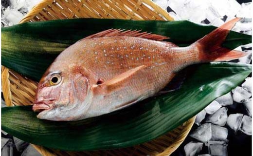 紀淡海峡の恵み 泉州みさき旬の魚 真鯛1尾 大阪府岬町 ふるさと納税 ふるさとチョイス