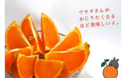 徳之島のタンカンはとっても上品な甘さで、島の人も大好きな柑橘果物です。