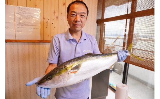 陸に揚がった真鯛の中から目利き歴20年の宮川さんが自信を持って良い魚を選びます。（写真はブリです）