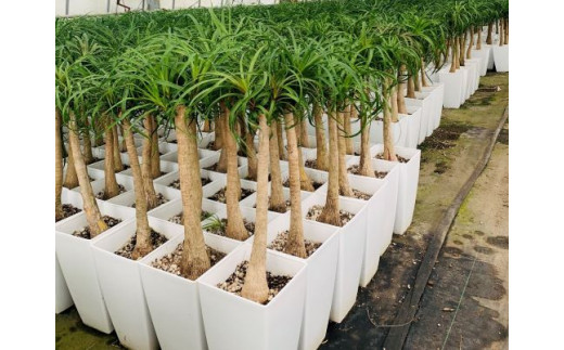 観葉植物 ポニーテール７号 鎌ヶ迫園芸場 鹿児島県指宿市 ふるさと納税 ふるさとチョイス