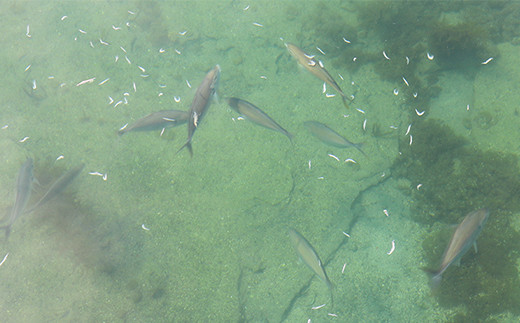 メジナ・シマアジ・イシダイ・カサゴ・イサキ・イナダ・カンパチなどが釣れます。