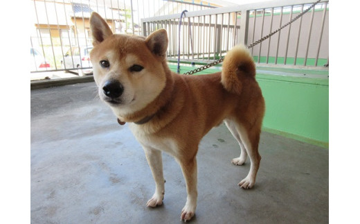 05 01 お礼の品なし 一宮市動物愛護事業 愛知県一宮市 ふるさと納税 ふるさとチョイス