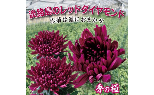 【15セット限定】 淡路島灘産 赤菊 秀の極5本セット