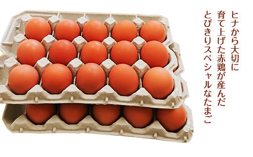 【定期便12回】ふるさと地たまご 360個（30個×12回）卵 赤たまご