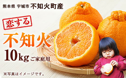 恋する 不知火(家庭用)約10kg