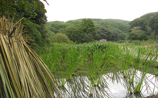 ホタル舞う館山市神余地区の真菰田風景。