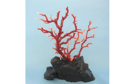 珊瑚職人館の珊瑚の原木・拝見・置物（g26）