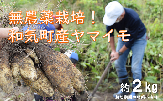 YY-9　和気町産無農薬栽培　山芋2kg 1566972 - 岡山県和気町