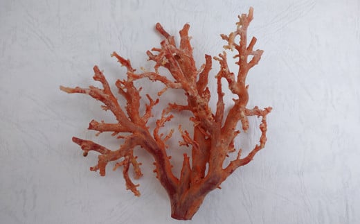 深海の秘宝：珊瑚の原木03