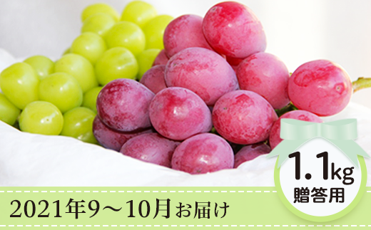 J1504長野市産シャインマスカット クイーンニーナ1 1kg詰合せ 贈答用 21年9月中旬以降の出荷分 本気農場いけだ 長野県長野市 ふるさと納税 ふるさとチョイス