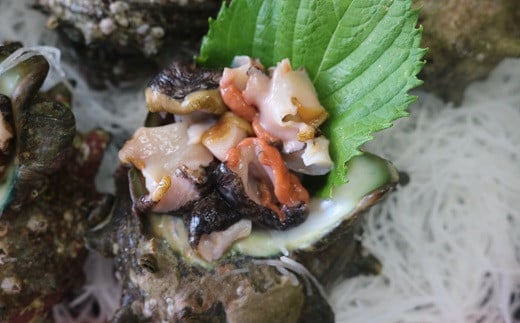 3 52 いずみや鮮魚店の活きサザエ 蛤 はまぐり 貝づくしセット 千葉県鴨川市 ふるさと納税 ふるさとチョイス