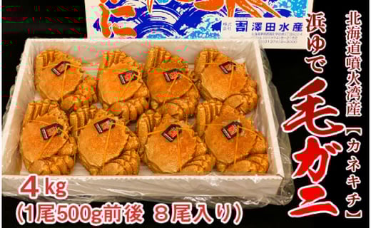 北海道噴火湾産 カネキチ 浜ゆで毛ガニ 4 カネキチ澤田水産 北海道森町 ふるさと納税 ふるさとチョイス