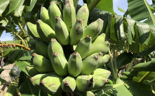 希少栽培種のばなな ぐしちゃん銀バナナ約2kg 沖縄県八重瀬町 ふるさと納税 ふるさとチョイス