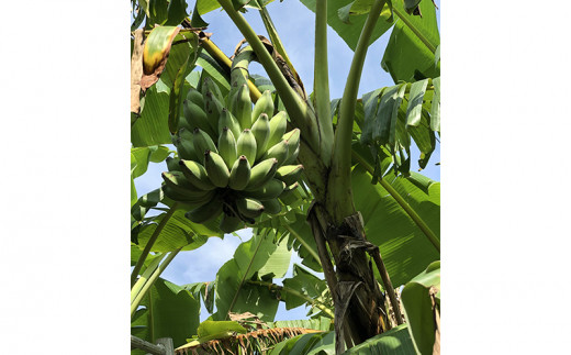 希少栽培種のばなな ぐしちゃん銀バナナ約2kg 沖縄県八重瀬町 ふるさと納税 ふるさとチョイス