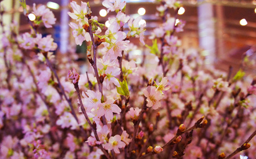 冬に咲く桜 啓翁桜 の切り花 80 90cm枝 8 10本 F068 R4 山形県長井市 ふるさとチョイス ふるさと納税サイト