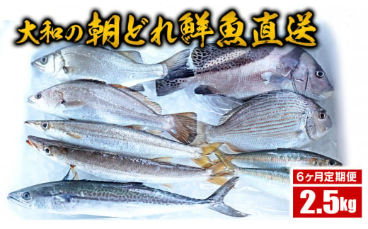 【6ヶ月定期便】大和海商の朝どれ鮮魚直送定期便　2.5kg　E034