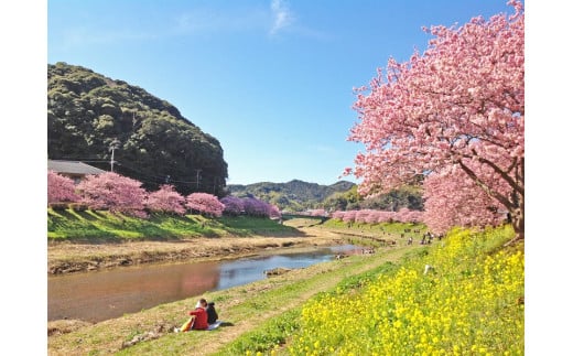 ２月10日～３月10日　みなみの桜と菜の花祭り