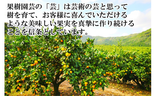 【期間限定】吉沢みかん 10kg フルーツ ミカン 蜜柑 果物