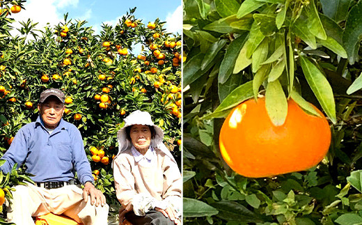 宇城市産 麗紅 約5kg 吉良果樹園 柑橘 果物