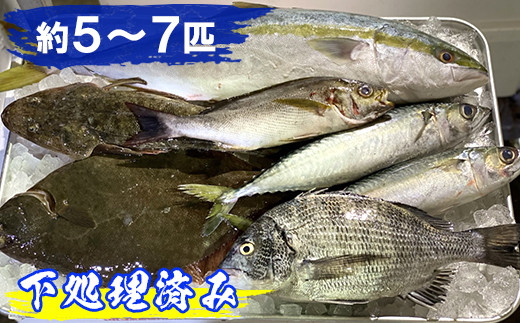 富津産 漁師のおまかせ魚貝セット 約５ ７匹 千葉県富津市 ふるさと納税 ふるさとチョイス