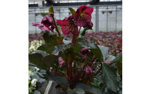 022 01 クリスマスローズ 氷の薔薇レッド 長野県伊那市 ふるさと納税 ふるさとチョイス