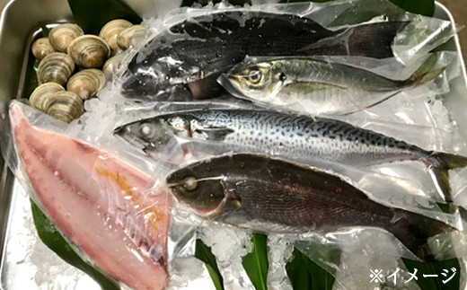 富津産 漁師のおまかせ魚貝セット 約５ ７匹 千葉県富津市 ふるさと納税 ふるさとチョイス