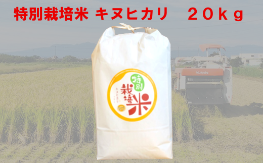 特別栽培米　キヌヒカリ　20kg　【11218-0222】 249620 - 埼玉県深谷市