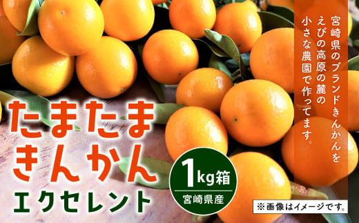 たまたまきんかん エクセレント 1kg箱 完熟 果物 宮崎県産 宮崎県えびの市 ふるさと納税 ふるさとチョイス