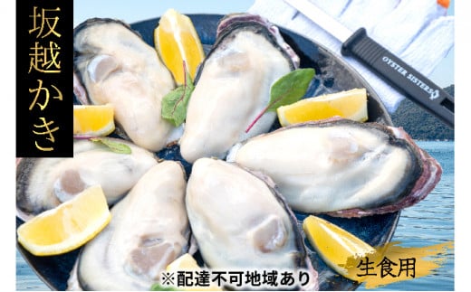 5907 0123 22年1月中旬以降順次発送 牡蠣 生食 坂越かき 殻付き28個 牡蠣ナイフ 軍手付き サムライオイスター 兵庫県赤穂市 ふるさと納税 ふるさとチョイス