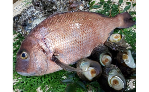 冷蔵 伊勢志摩産 魚介類 タイ サザエ カキ セット 鯛 さざえ 牡蠣 お刺身用 真空 三重県 三重県南伊勢町 ふるさと納税 ふるさとチョイス