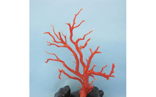 珊瑚職人館の珊瑚の原木・拝見・置物（g13）