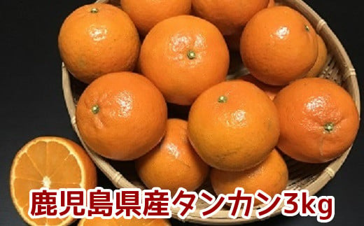 002-13 こだわりの薩摩濃密タンカン3kg 494781 - 鹿児島県南九州市