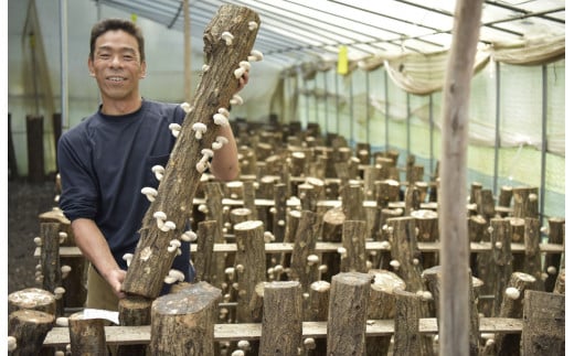 京都府知事賞7回受賞農園の原木しいたけオーナー制度