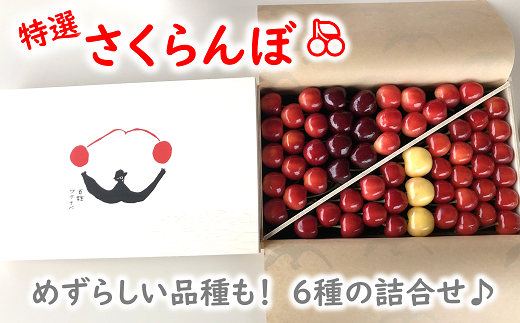 681 令和３年６月下旬 発送予定 特選さくらんぼ６種詰合せ 約500g 木箱入り 山形県南陽市 ふるさと納税 ふるさとチョイス