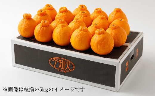宇城市産 デコみかん 約10kg（5kg×2箱）不知火 粒揃い 柑橘 フルーツ