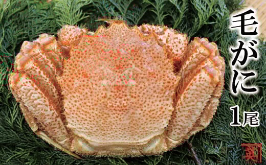 [北海道根室産]ボイル毛蟹500g〜580g×1尾