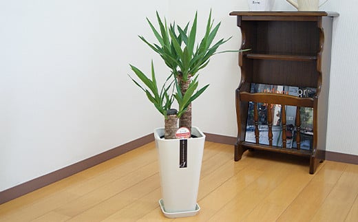 観葉植物 ユッカ 6号 カラーポット 白 約65～75cm