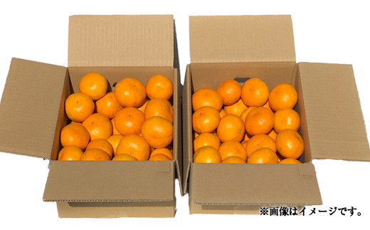 宇城市産 早生みかん 約5.5kg 大小混合 うちやま果樹園 柑橘 果物